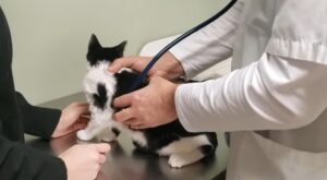 cost to take a stray cat to the vet