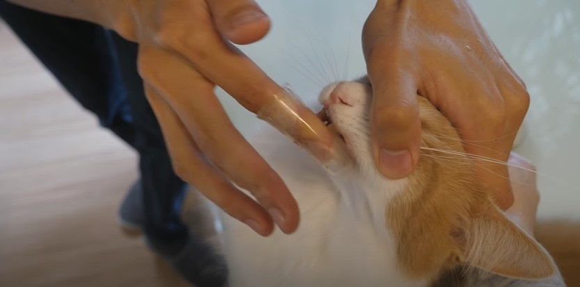 CAT Tooth brushing