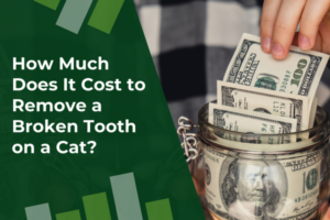 Remove a Broken Tooth on a Cat