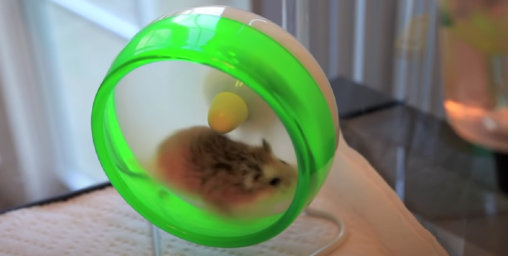 Hamster Running on Wheel