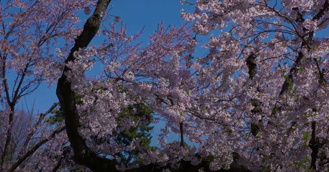 Sakura-Season-in-Japan