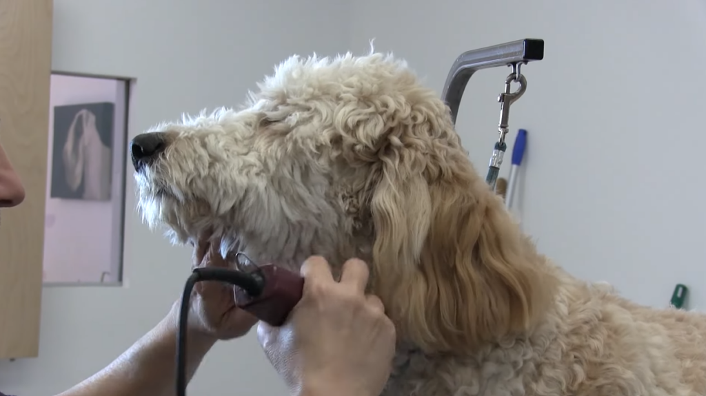 grooming goldendoodle