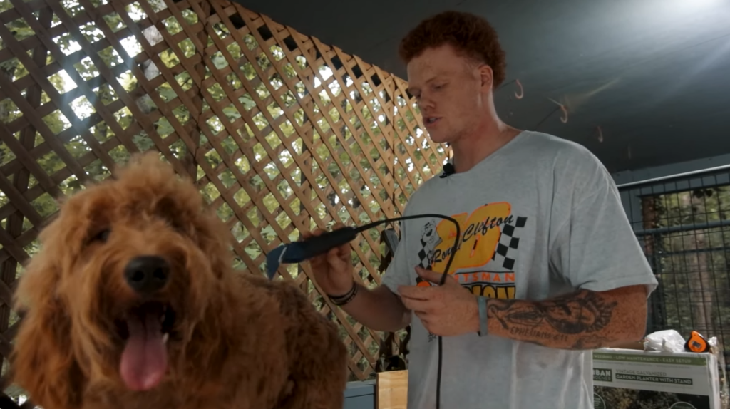 grooming goldendoodle at home