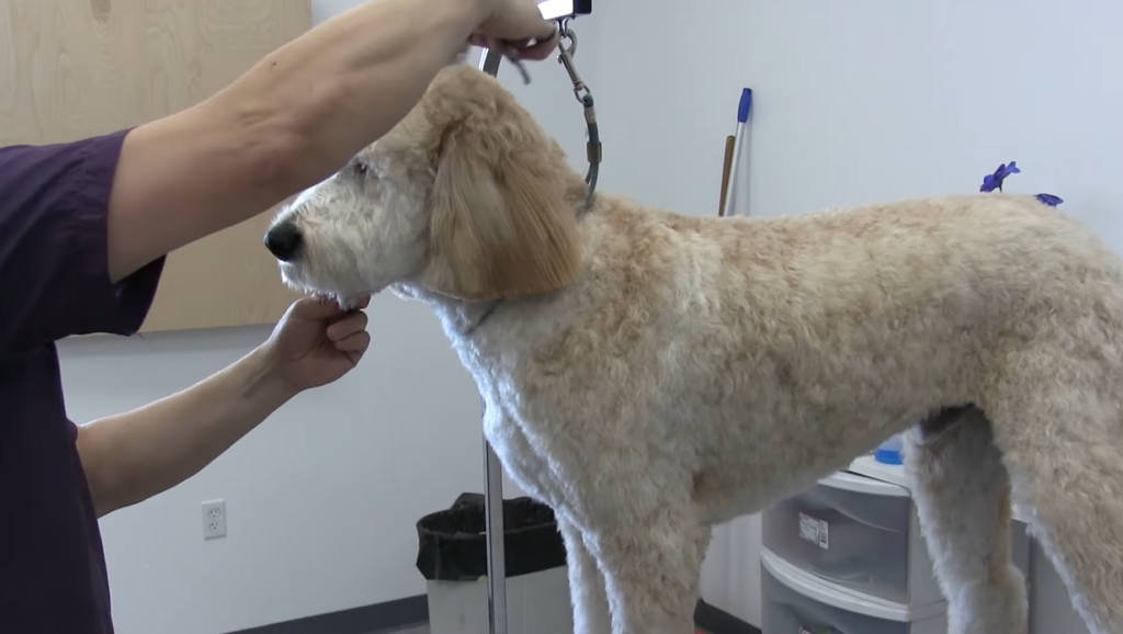 trimming goldendoodle hair