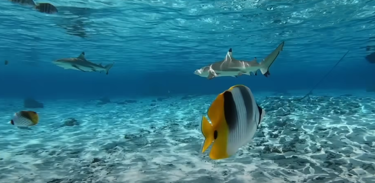 Bora Bora Underwater Life