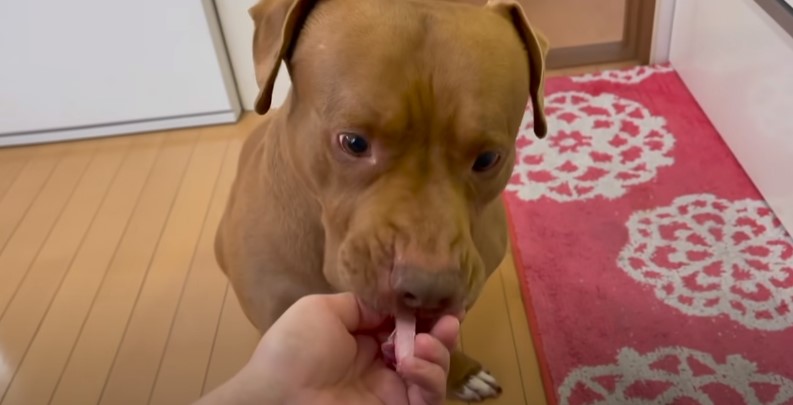hand feeding the dog