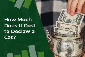 How Much Does It Cost to Declaw a Cat