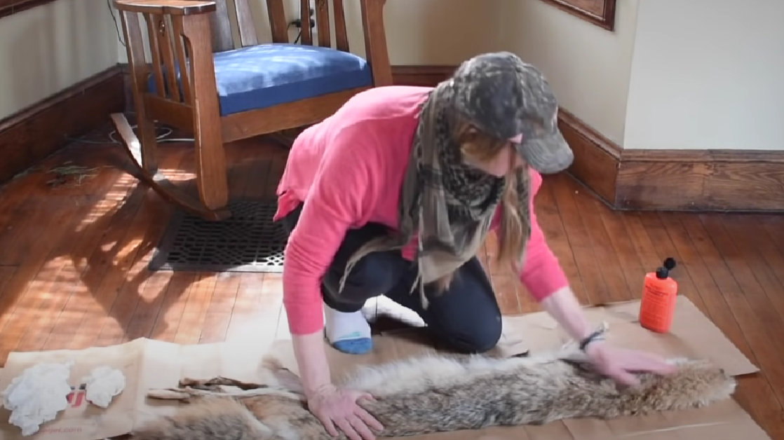 Tanning a Coyote Hide