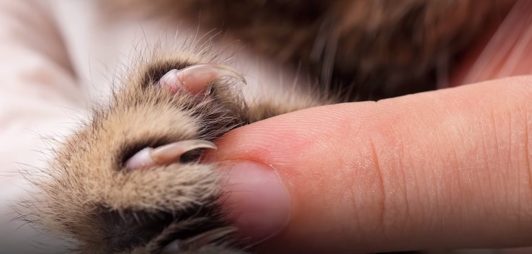 Touching claws