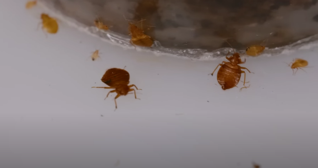 bed bugs up close