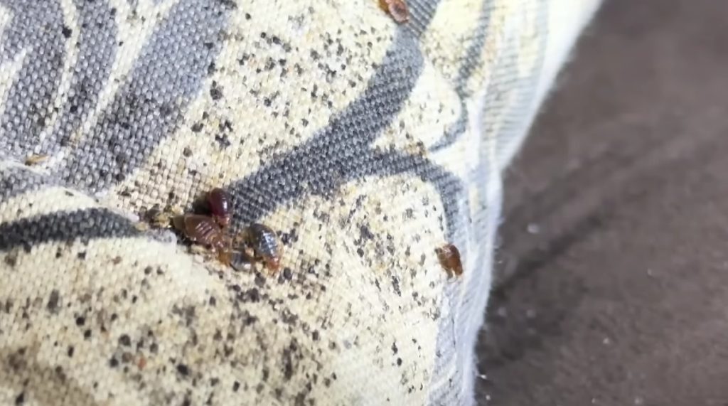 bed bug infestation on a sofa