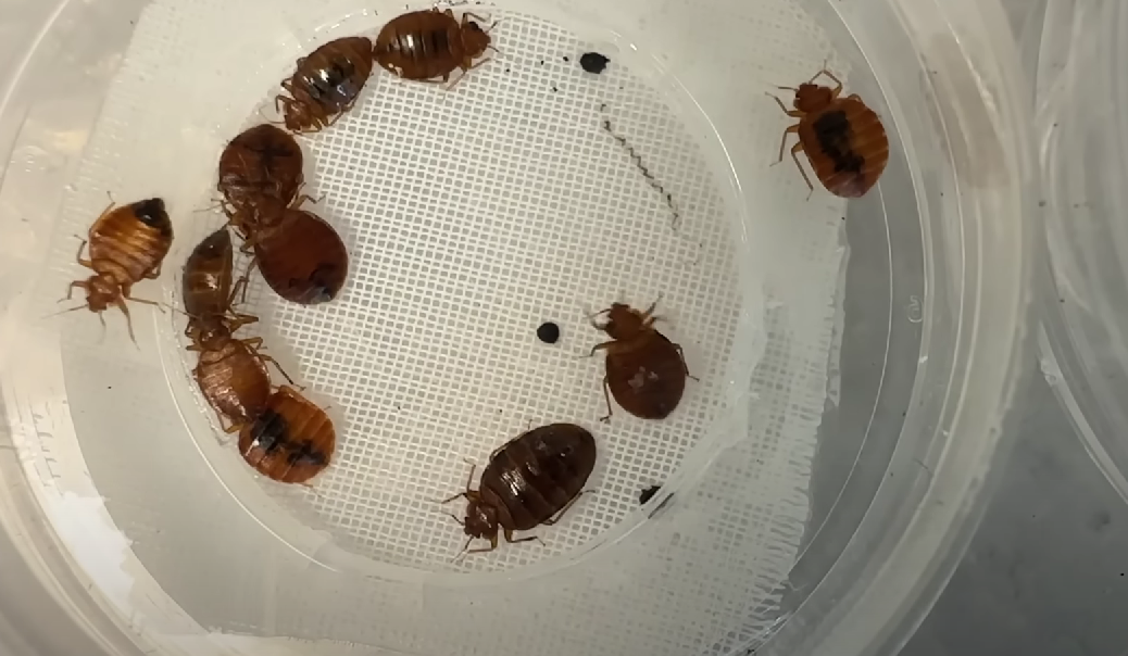 bed bugs examined in a lab